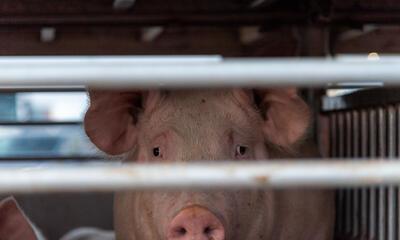 Dierenwelzijn in slachthuizen