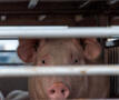 Dierenwelzijn in slachthuizen 